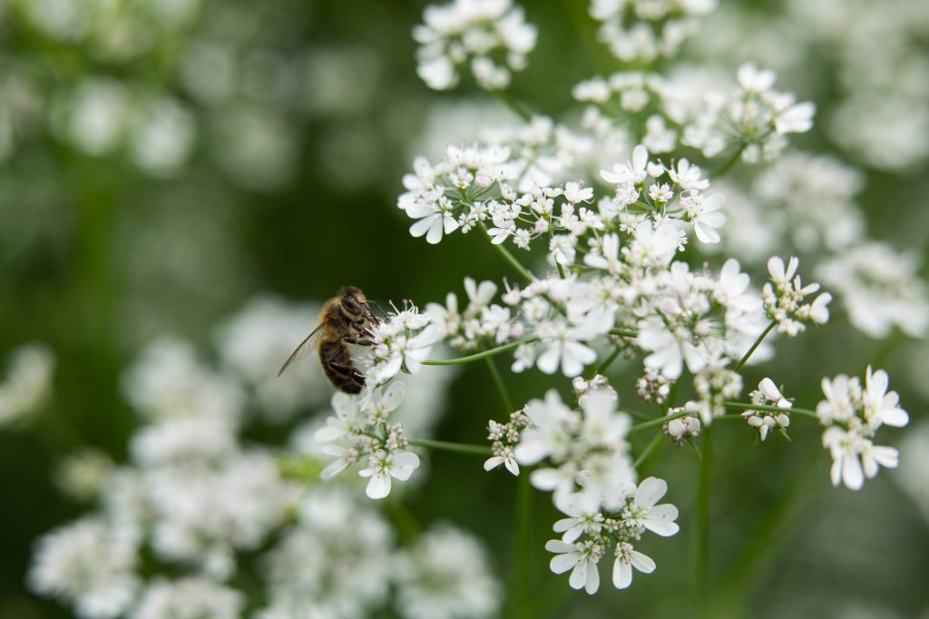 Pollinis à Groix