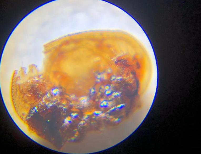 7- Pettis Groix microscope