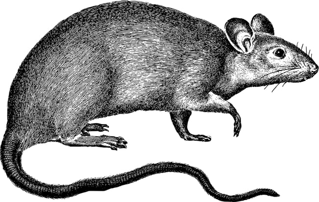 rat-iucn-forcage-genetique-gordon-johnson-pixabay