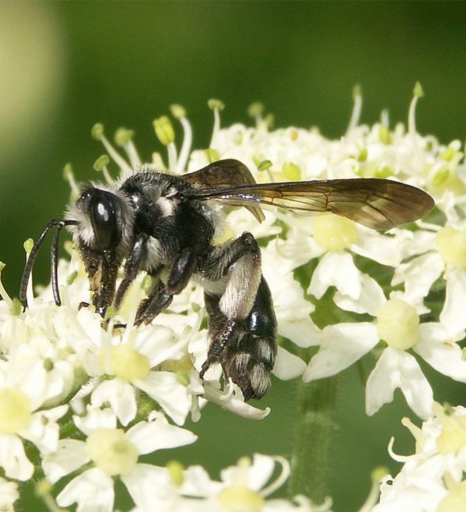 andrena_agilissima_sourcieux190506_rec