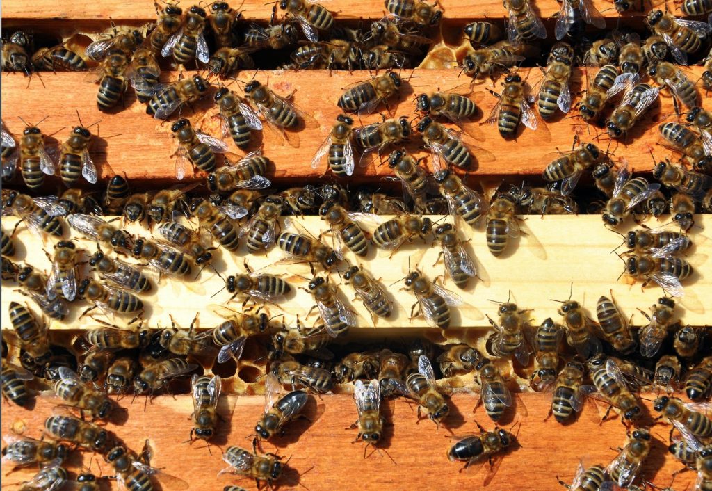 darwin's black bee box abeilles
