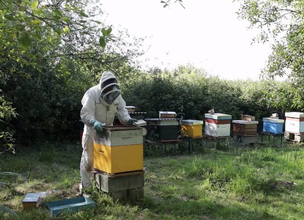 groix varroa pettis rucher