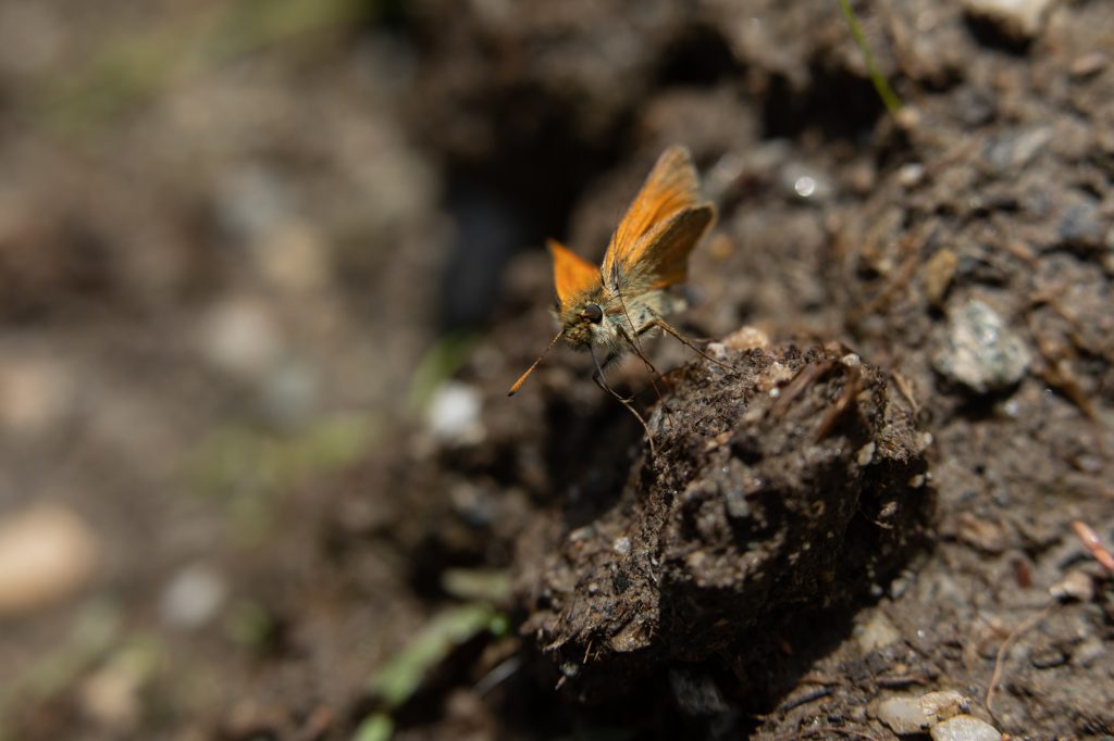 Parc national de la Vanoise