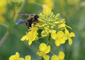 Abeille sauvage colza POLLINIS