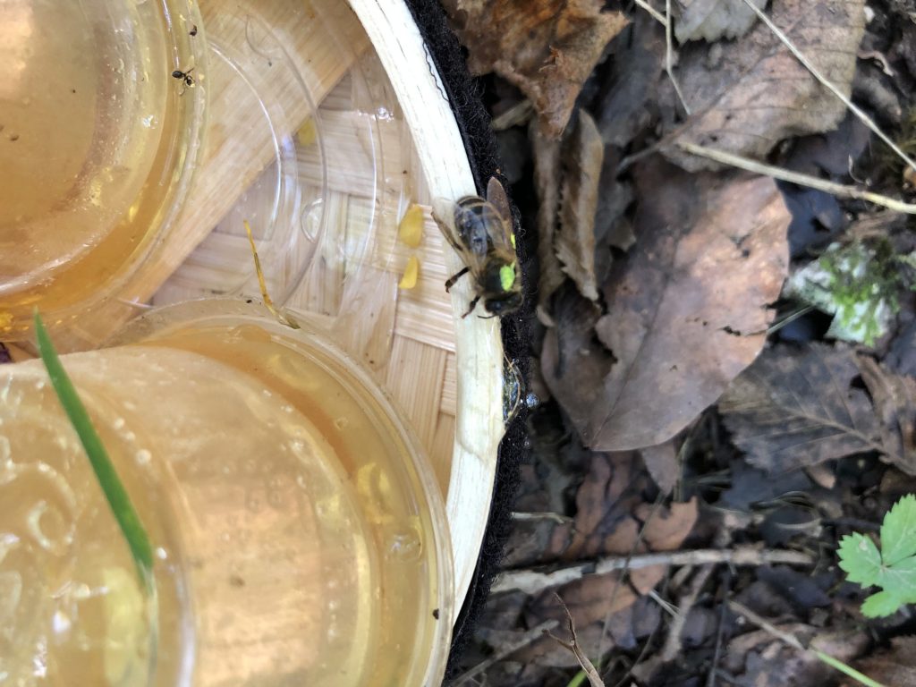 abeilles sauvages parc de forets pollinis marquage jaune