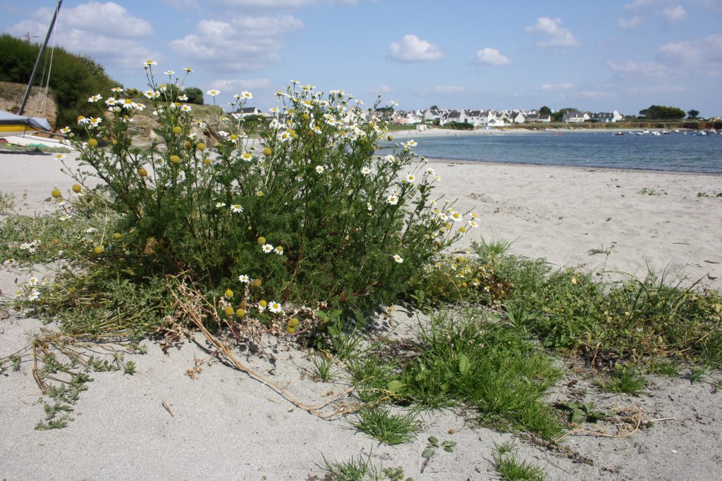 GROIX VIOLETTE LE FEON POLLINIS