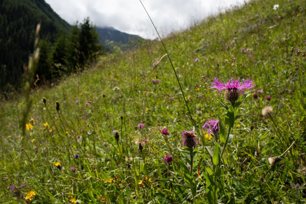 Parc national de la Vanoise