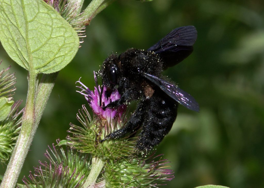 xylocope violet POLLINIS - Hugues Mouret