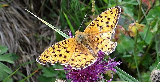 1024px-Papillon_et_fleur_en_Vanoise_(14)