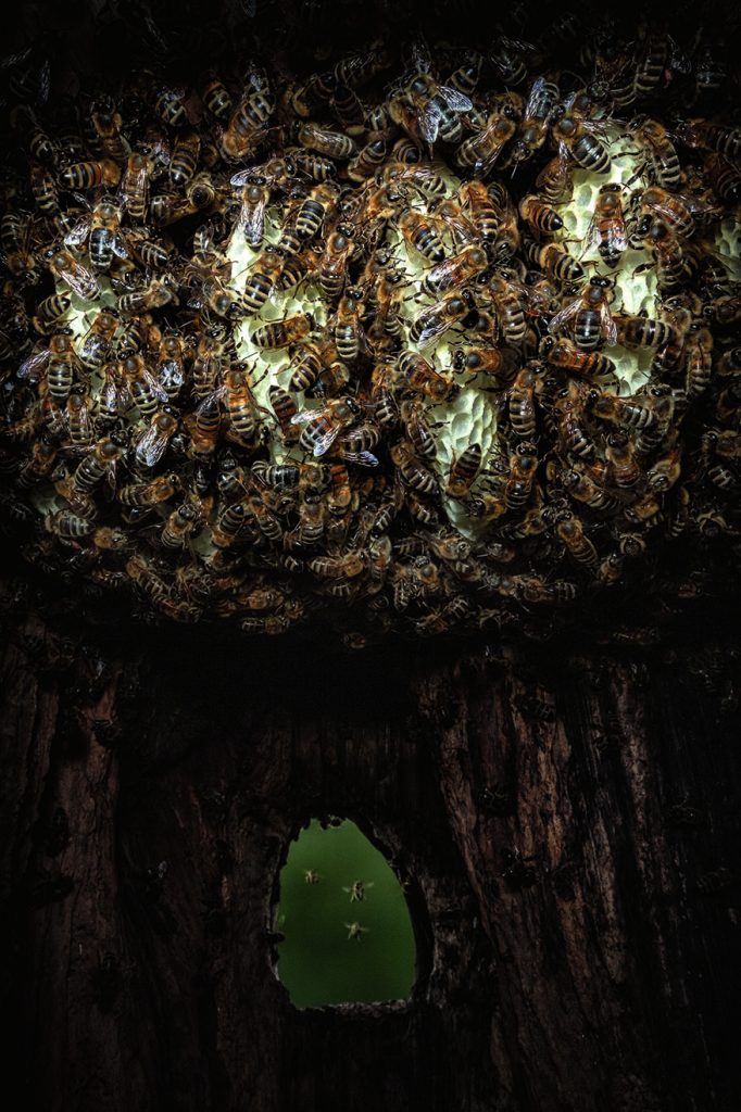 Honeybee Story