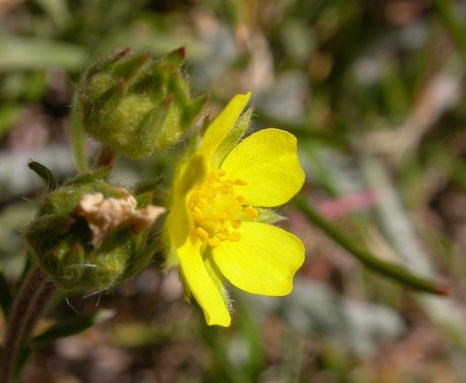 Potentilla_multifida2