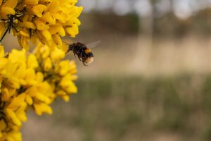 Bumble bee flying close to bright yellow gorse collecting nectar