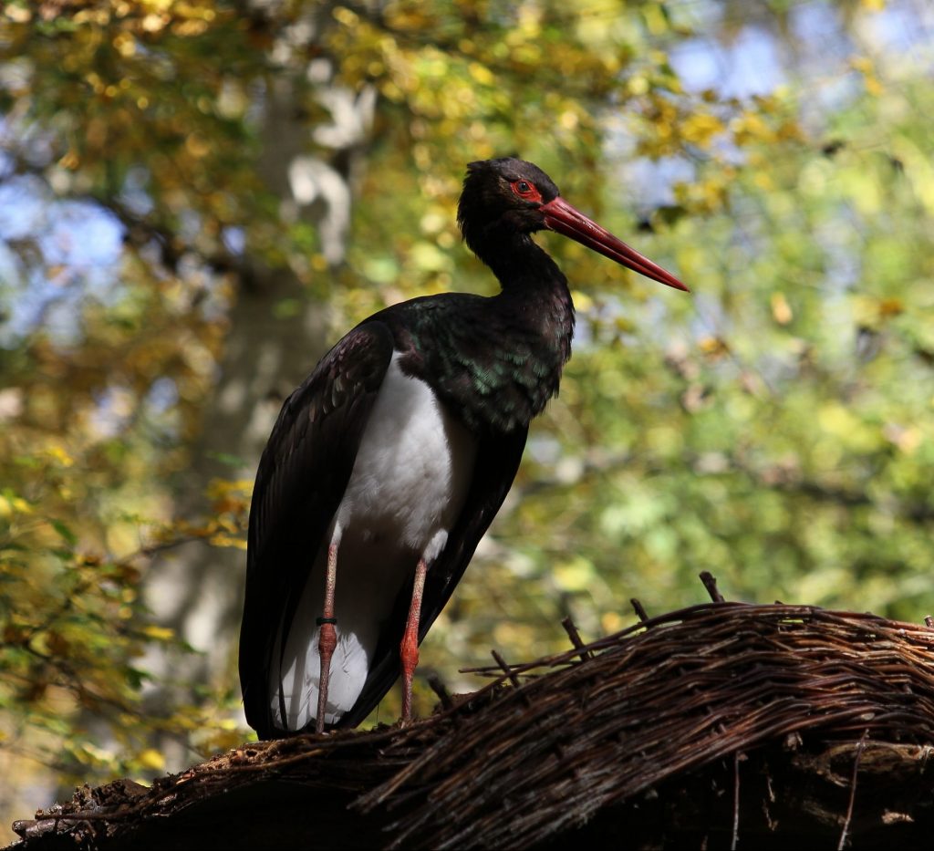 parc de forêts-cigogne noire - black-stork-2877819 PX