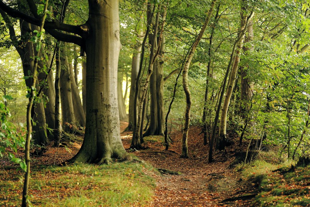 parc de forêts-hetres - beech-472095 PX