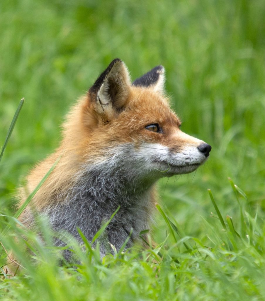 parc de forêts-renard - fox-4489001 PX