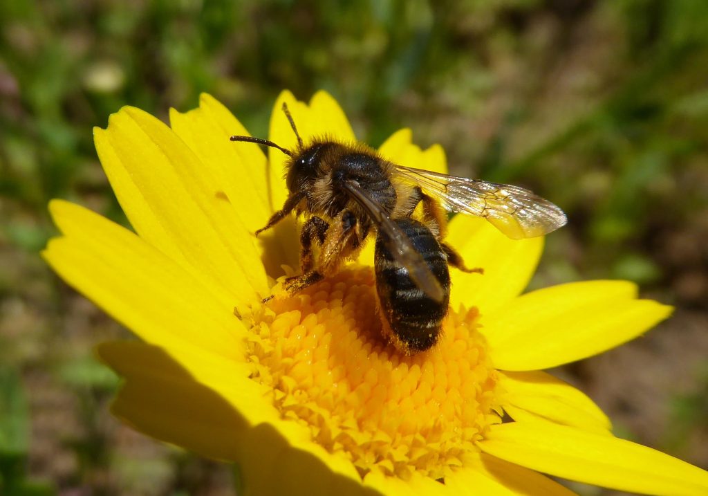 Pantelleria bee 1