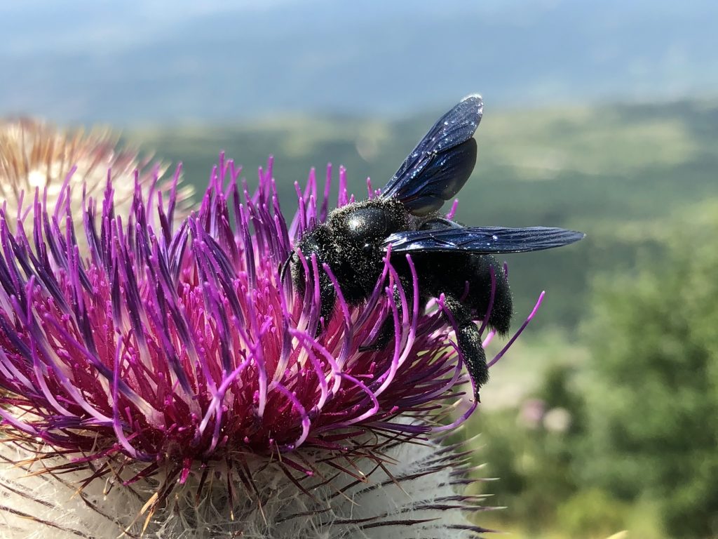 Violet carpenter bee (Xylocopa violacea), The Big Blue Wood Bee, Blue-black, Violet-winged Wood Bee, Le xylocope violet, El abejorro carpintero europeo, Crna p'ela drvarica