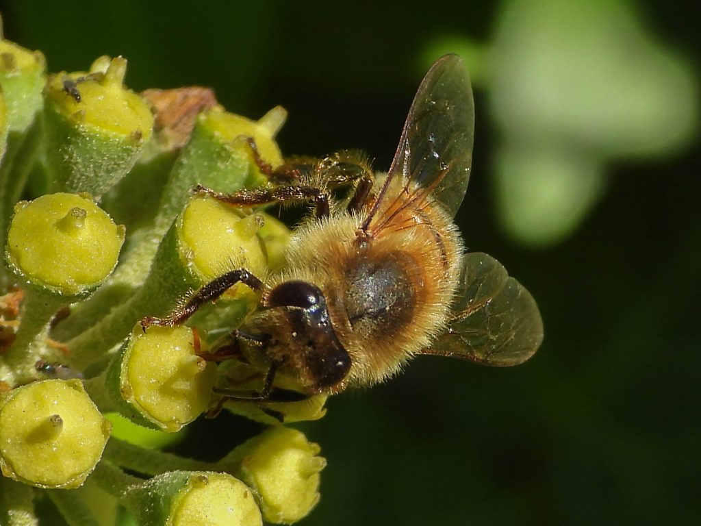 Ivy bee --- Ivy Collète (Colletes hederae)