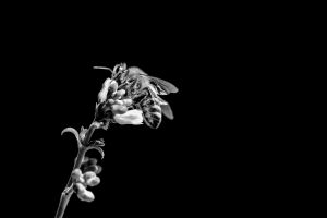 Honey bee death awareness because of climate change problems. The insect is sitting and collecting on a blossom at the left side of the picture. Black and white, isolated on black with copyspace