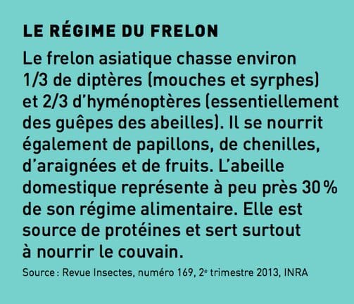 rsz_1régile_du_frelon