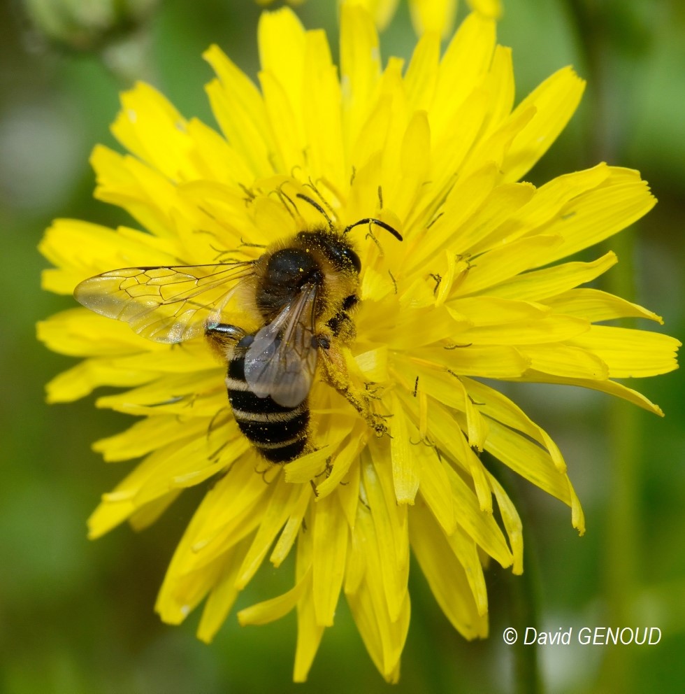 Andrena-flavipes-abeille-sauvage-groix