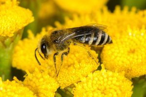 Colletes-fodiens-une-espèce-vulnérable