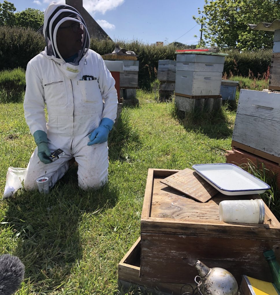 Groix-abeilles-locales-varroa