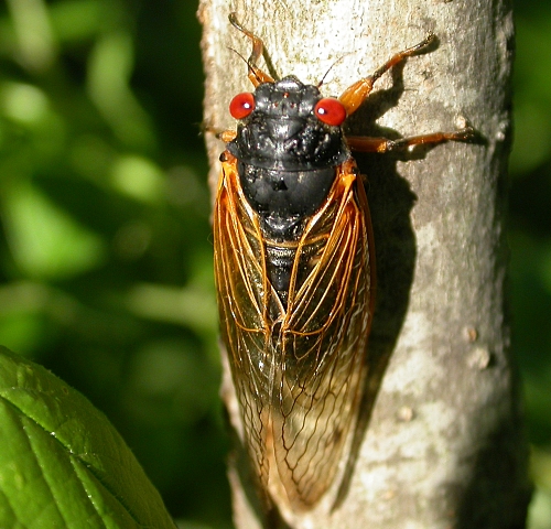 Magicicada_Cigale_Périodique_Wikimedia_Commons