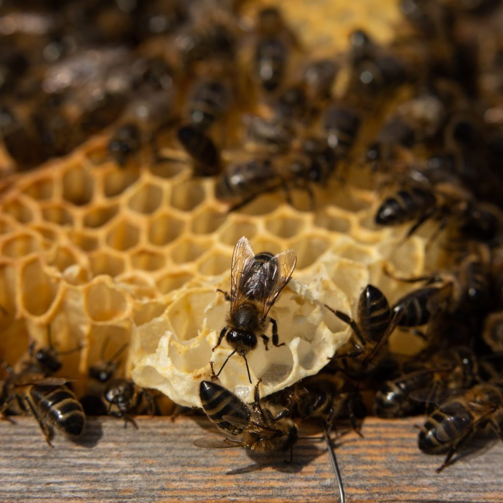 Les Abeilles Du Sous-Bois