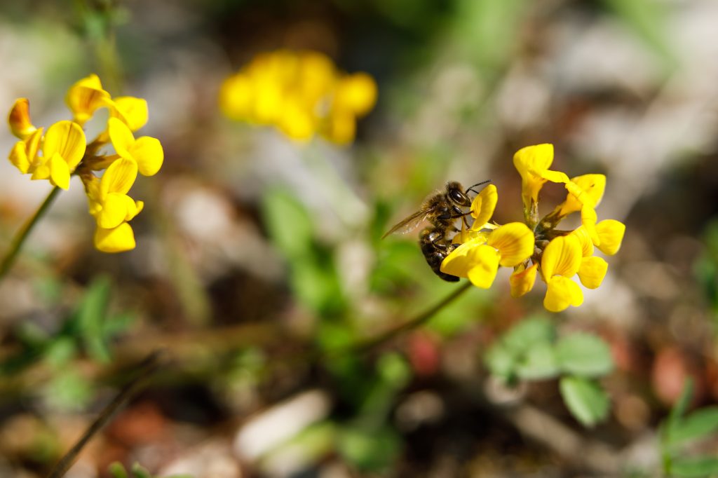 Abeille-à-miel-sur-lotier