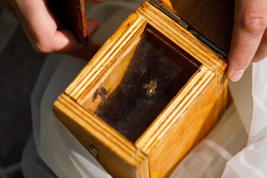 bee-box-boite-a-abeilles-beelining