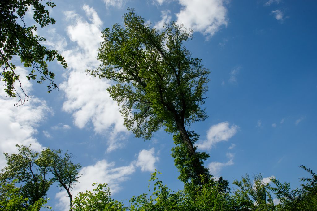 Colonie-abeilles-à-miel-sauvages