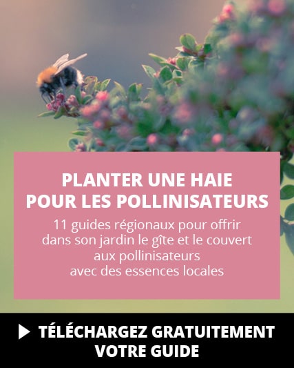POLLINIS_slide_mobile_Haie