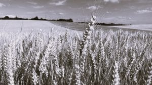 image d'illustration, champ de blé en noir et blanc