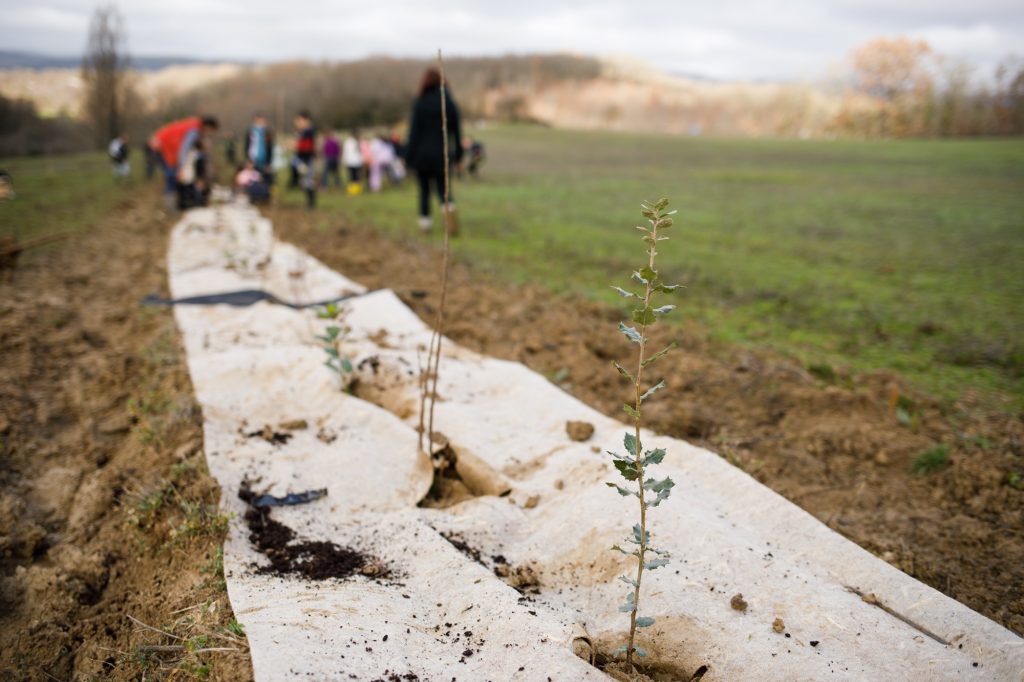 Plantation de haies par Pollinis
