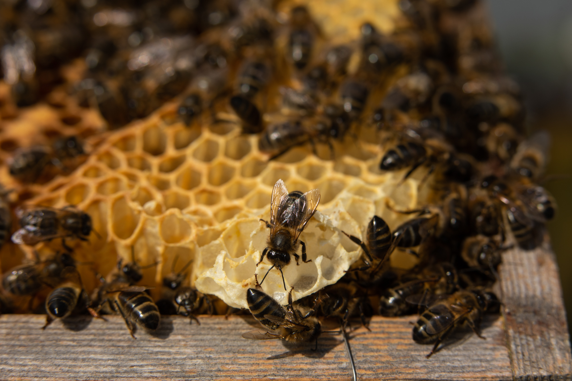 Abeilles de Groix 