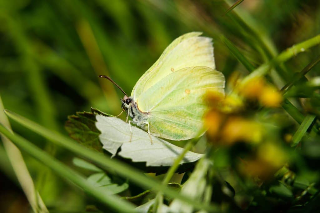 Pollinis