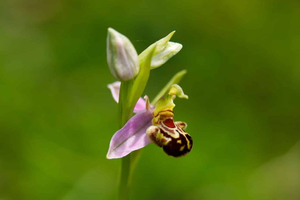 Pollinis