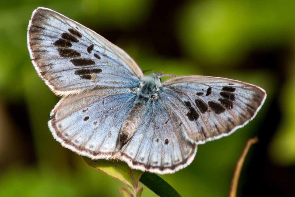 Azure_serpolet_Phengaris_arion