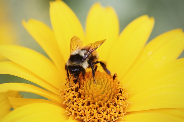 Comme tous les pollinisateurs, les bourdons peuvent être affectés par leur exposition aux néonicotinoïdes.