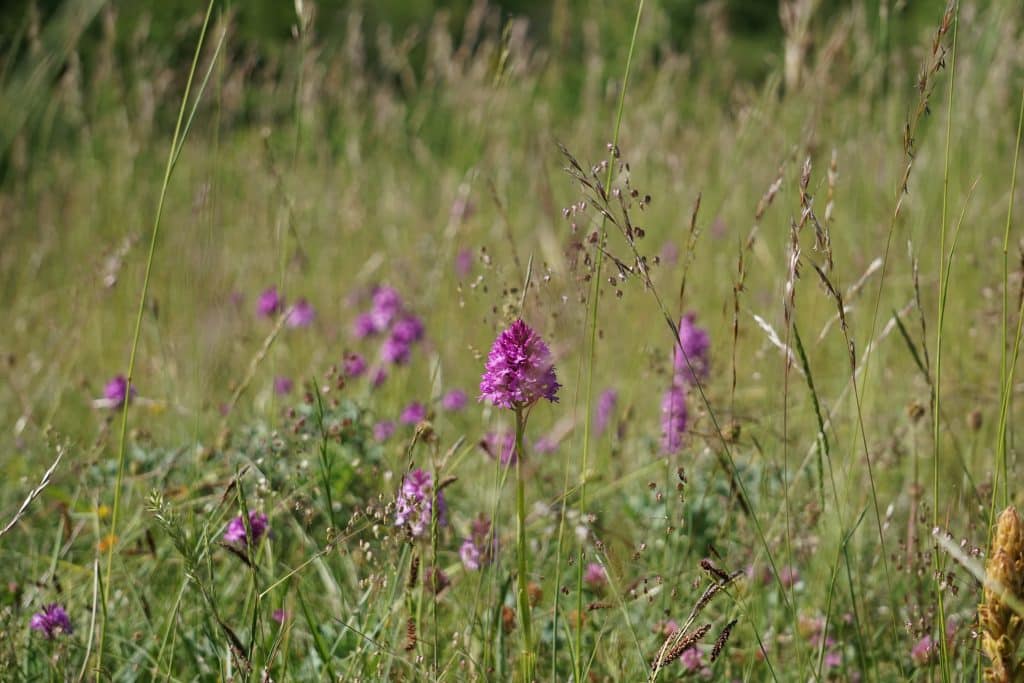 POLLINIS a réalisé des prélèvements dans le parc naturel des Coteaux de la Seine, pour mesurer la contamination aux pesticides.