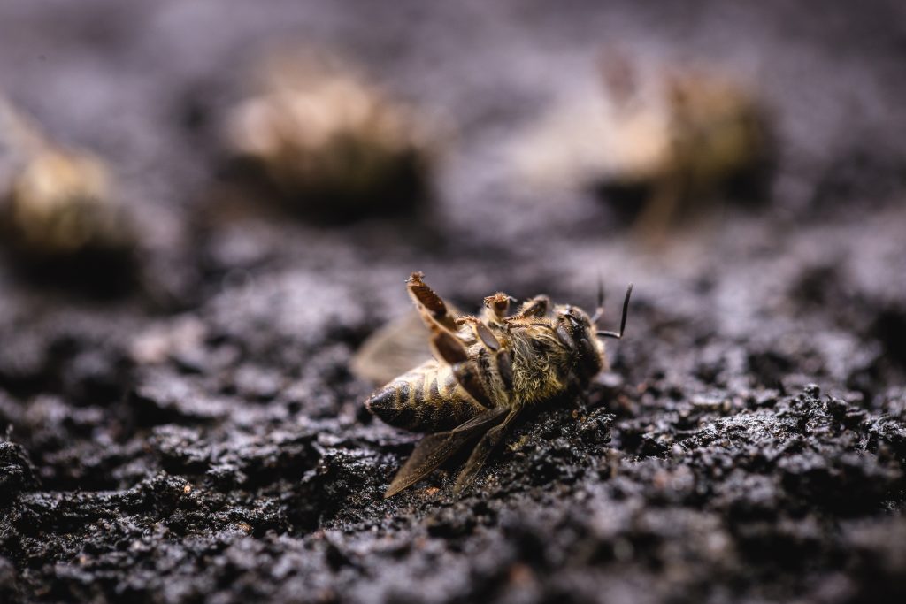 Une abeille morte. Représentation du danger que représentes les pesticides néonicotinoïdes pour les pollinisateurs.