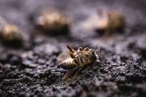 Une abeille morte. Représentation du danger que représentes les pesticides néonicotinoïdes pour les pollinisateurs.