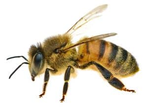 Apis mellifera