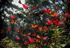 La biologie de synthèse, une nouvelle technologie de modification génétique qui menace la biodiversité.