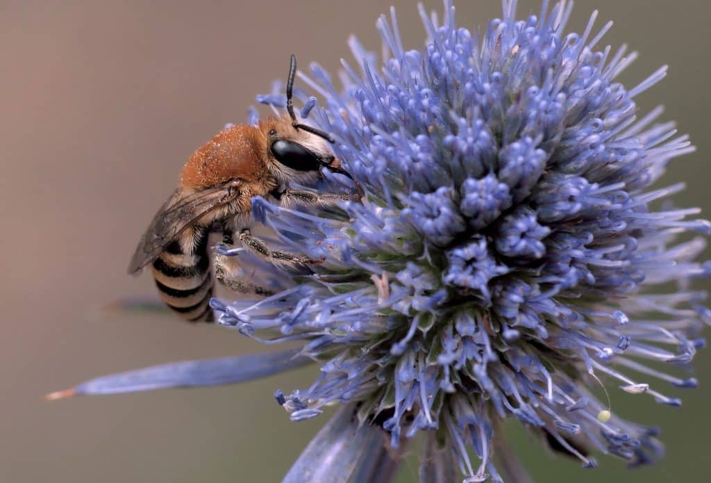 Parmi les abeilles sauvages menacées, on retrouve notamment 14 espèces de collètes. Ces abeilles solitaires sont essentiellement présentes dans la péninsule ibérique. Ici, un collète fouisseur (Colletes fodiens), connu pour creuser son nid dans le sable.