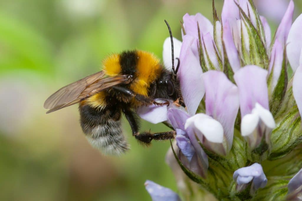 Large garden bumblebee (Bombus ruderatus)_Credit GUSTAVO PENA TEJERA