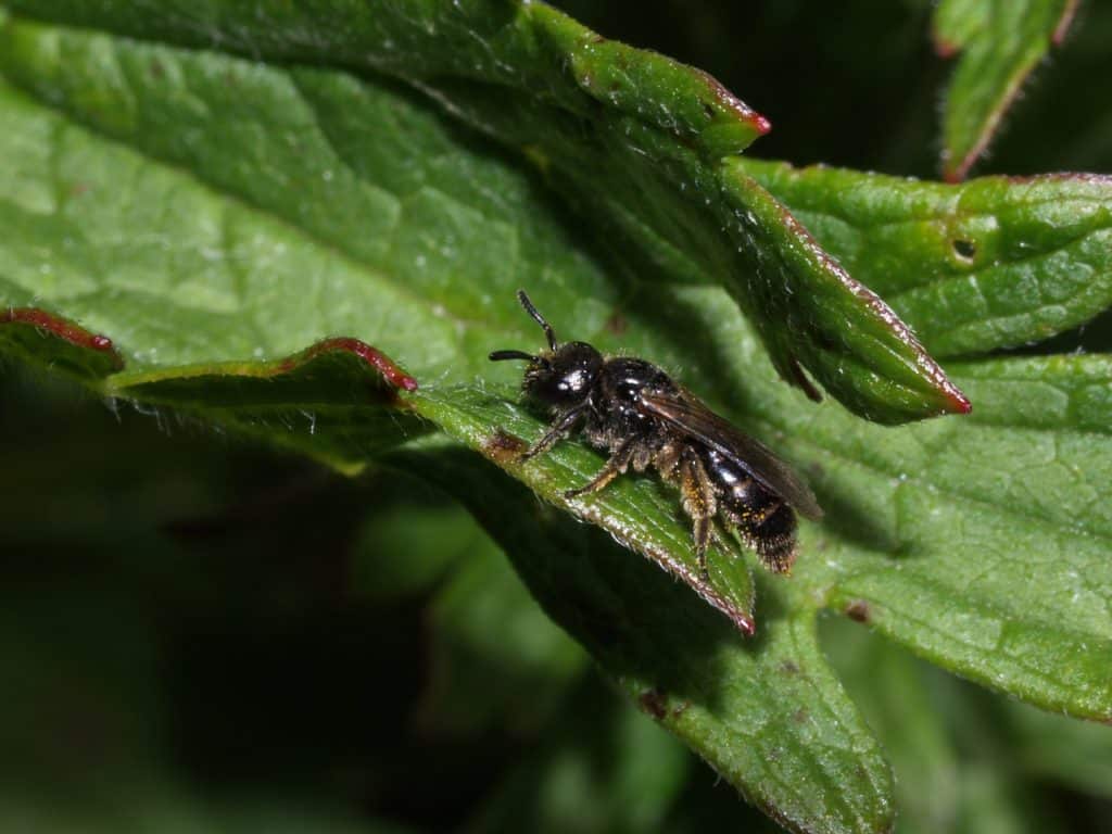 L'abeille Dufourea (Dufourea minuta) est une espèce spécialiste : elle butine un petit nombre de fleurs, appartenant à la famille du tournesol. Une caractéristique qui la rend d'autant plus vulnérable aux herbicides, utilisés pour éradiquer ces plantes aux abords des champs. Aujourd'hui, elle a presque disparu des plaines d'Europe centrale.