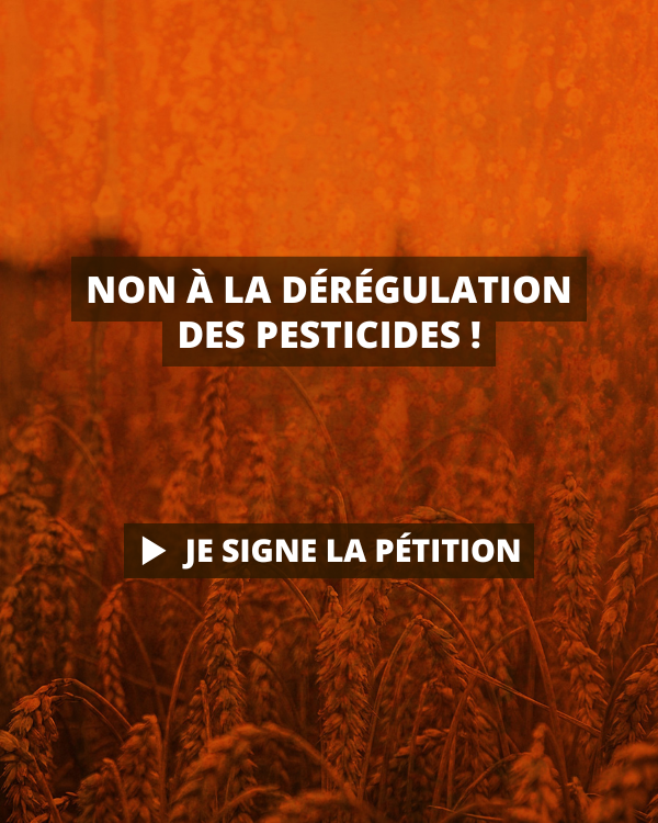 Slides site format tel