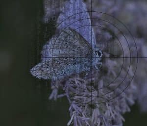 Pour la première fois dans l’Union européenne, l’EFSA (l’autorité européenne de sécurité des aliments) examine l’autorisation d’une substance active d’un produit d’un nouveau genre : un pesticide ARNi.